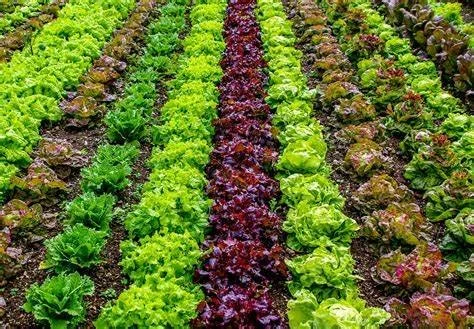 Tous les secrets pour une salade réussie !